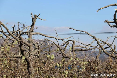 栖霞农村冬季常能看到收购果木的摊位,今年行情1吨280元左右